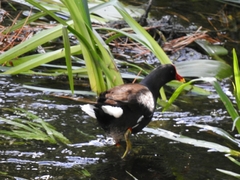 Gallinula chloropus
