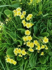 Primula