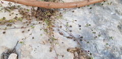 Medicago coronata