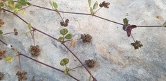 Medicago coronata