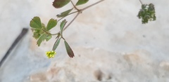 Medicago coronata