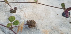 Medicago coronata