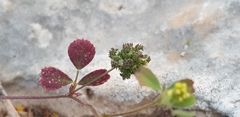Medicago coronata