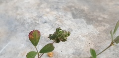 Medicago coronata