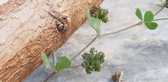 Medicago coronata