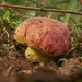 Butyriboletus loyo - Photo (c) Felix Duran, some rights reserved (CC BY-NC)