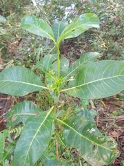 Psychotria capensis capensis