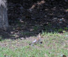 Turdus pilaris