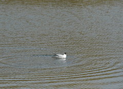Chroicocephalus ridibundus