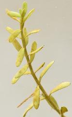Rotala tenella