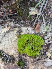 Schlotheimia ferruginea