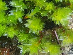 Schlotheimia ferruginea