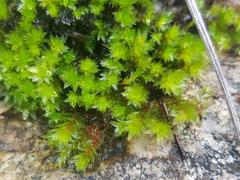Schlotheimia ferruginea