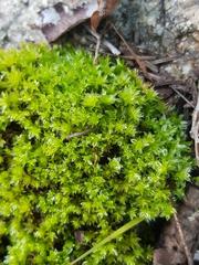 Schlotheimia ferruginea
