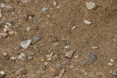 Phrynocephalus versicolor