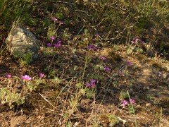 Oxalis imbricata cuneifolia