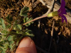 Oxalis imbricata cuneifolia
