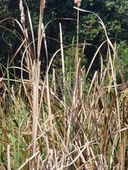 Typha capensis