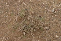 Reaumuria songarica