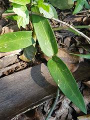 Vincetoxicum anomalum