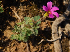 Oxalis imbricata cuneifolia