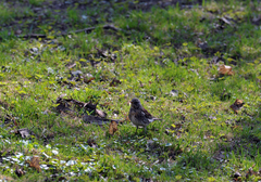 Turdus pilaris