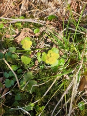 Chrysosplenium alternifolium