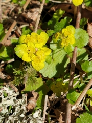 Chrysosplenium alternifolium