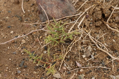 Salsola passerina