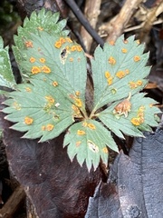 Phragmidium tormentillae