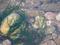 Fontinalis antipyretica