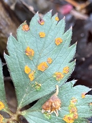 Phragmidium tormentillae