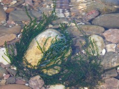 Fontinalis antipyretica