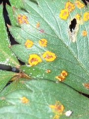 Phragmidium tormentillae