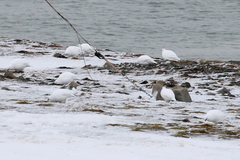 Lagopus muta hyperborea