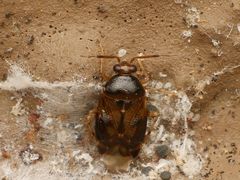 Deraeocoris lutescens