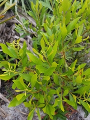 Morella cerifera image