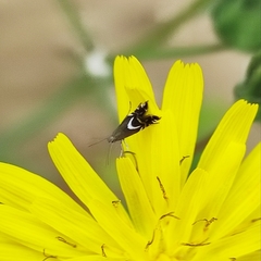 Glyphipterigidae