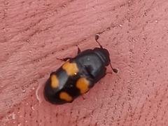 Glischrochilus grandis