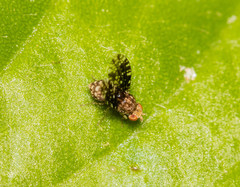 Homoneura trypetoptera