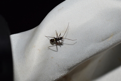 Gigantomiris jupiter