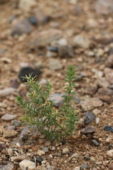 Peganum nigellastrum