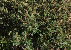 Diospyros pubescens