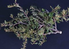 Diospyros pubescens