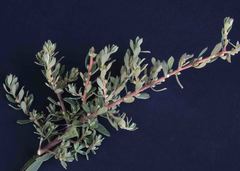 Diospyros pubescens