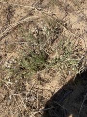 Astragalus mulfordiae