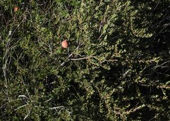 Diospyros pubescens