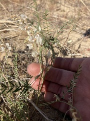 Astragalus mulfordiae