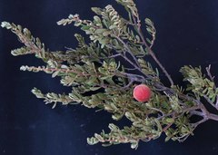 Diospyros pubescens