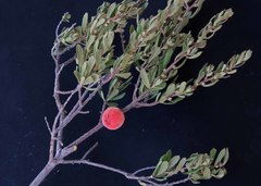 Diospyros pubescens
